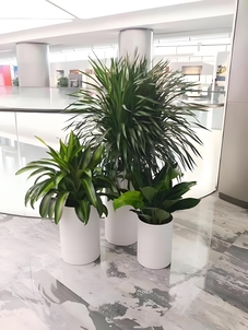 找花木出租就选宁波余姚公司，多样绿植美翻空间